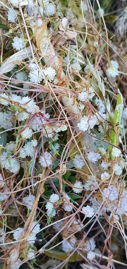 Cuscuta epilinum flower
