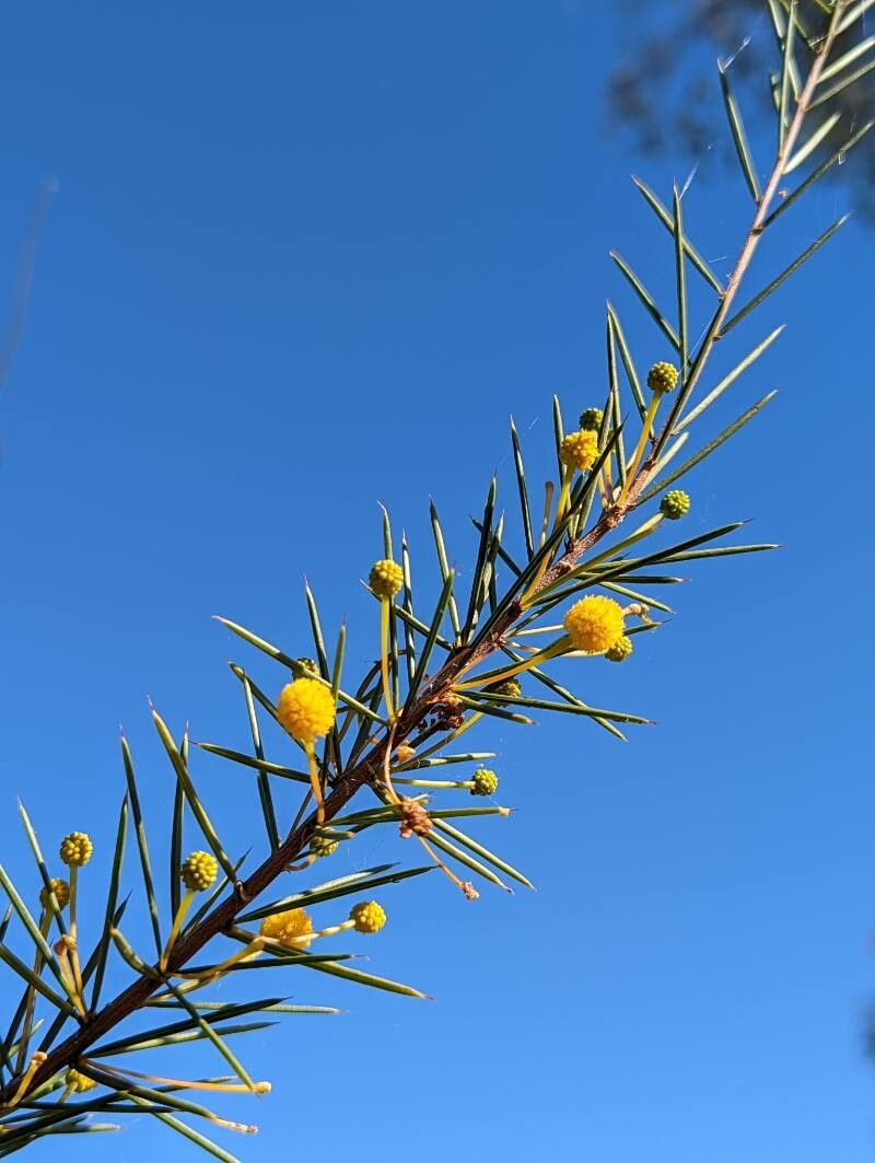 Acacia tetragonophylla — houseplant care guide