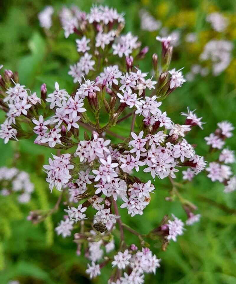 Stevia breviaristata flower