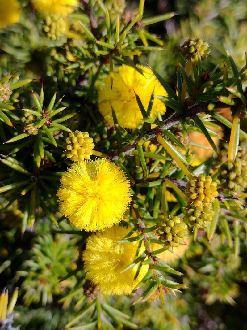 Acacia echinula flower