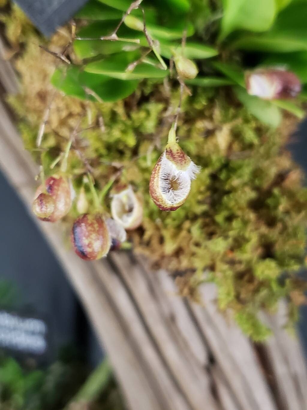 Stelis cypripedioides flower