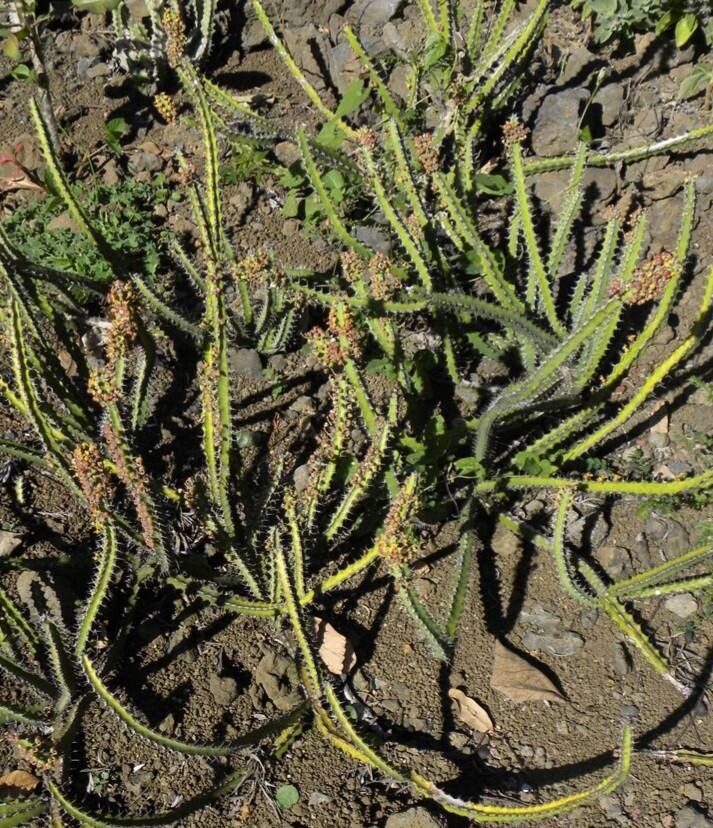 Euphorbia nigrispina habit