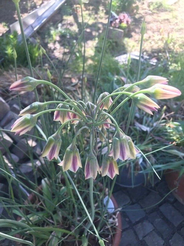 Allium siculum flower