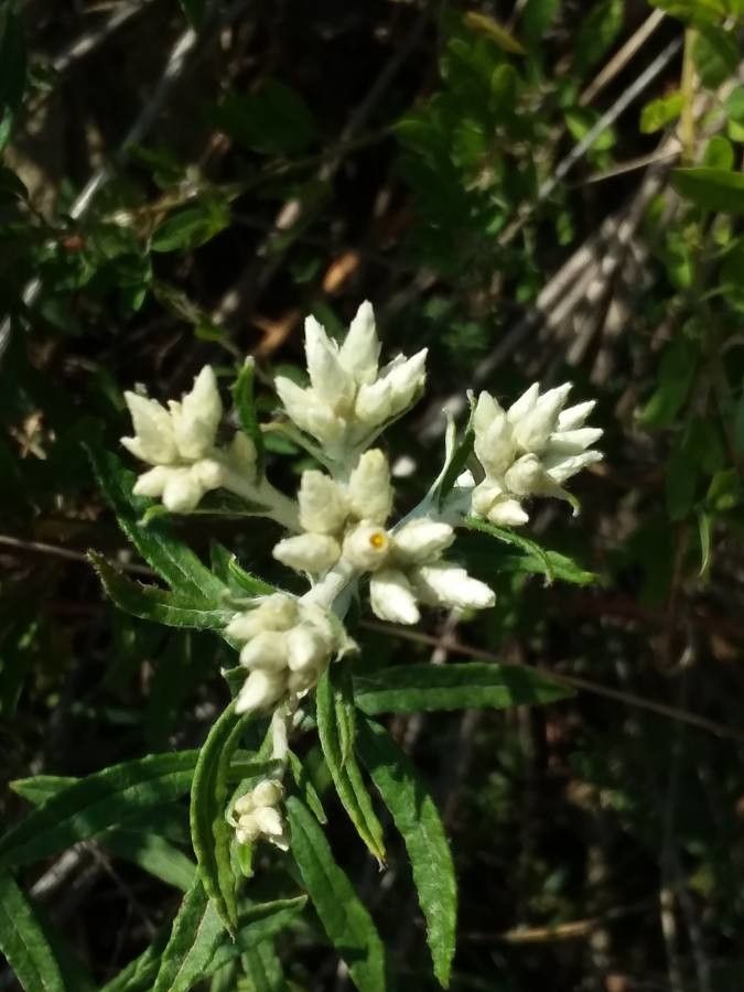 Pseudognaphalium leucocephalum flower