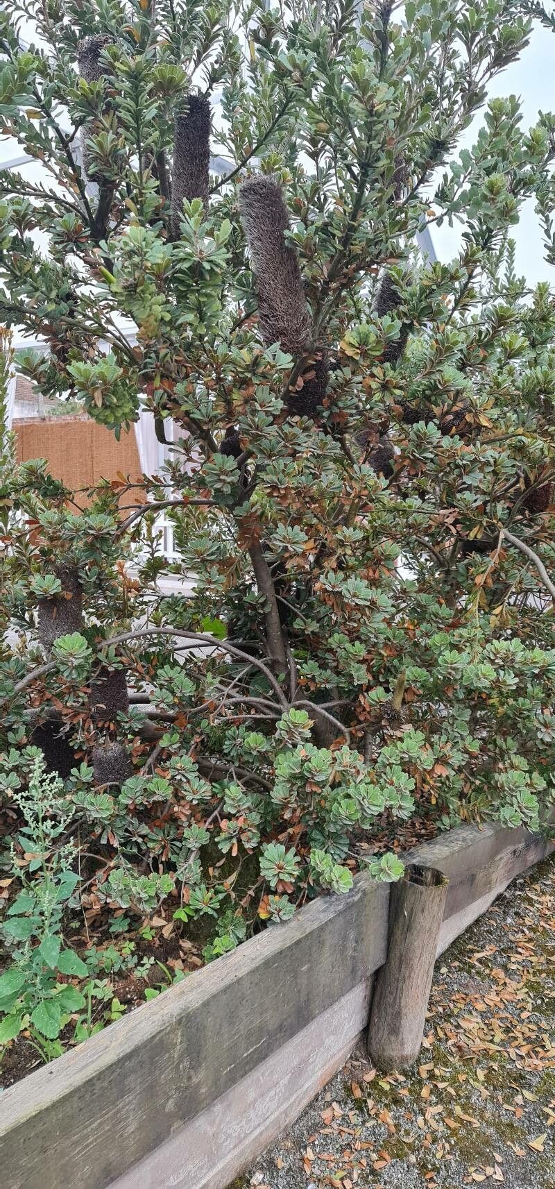 Planchonella lauracea — houseplant care guide