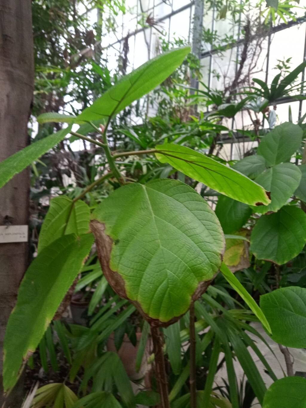 Pipturus platyphyllus leaf