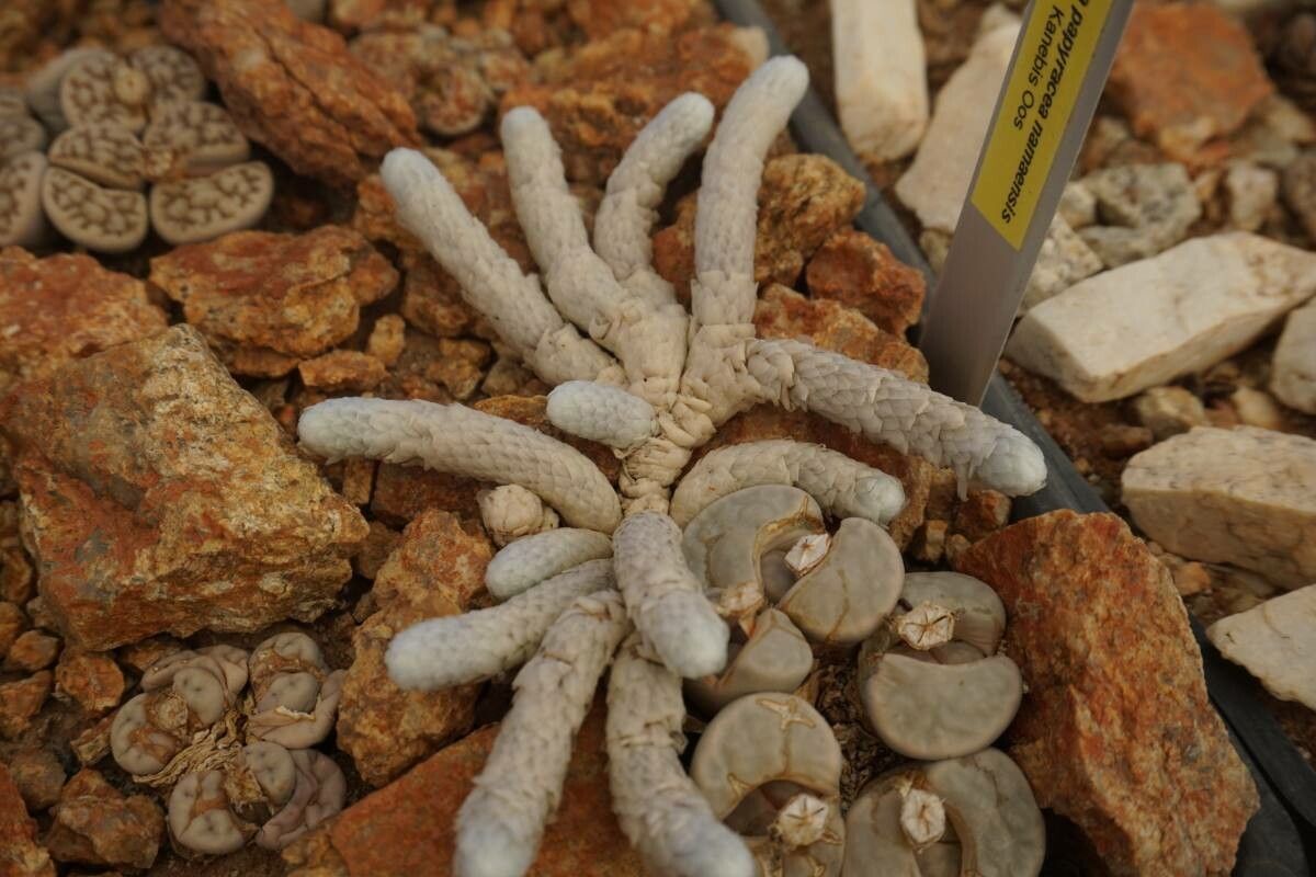 Anacampseros albissima bark