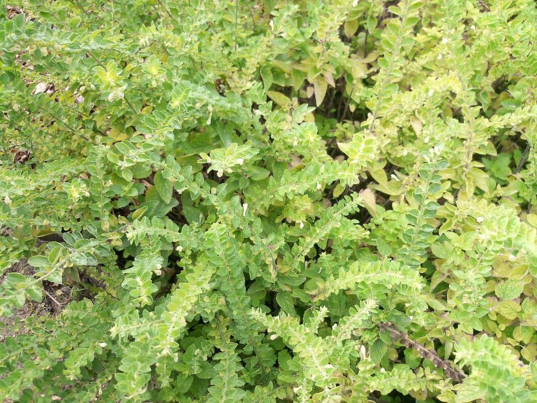 Scutellaria albida leaf