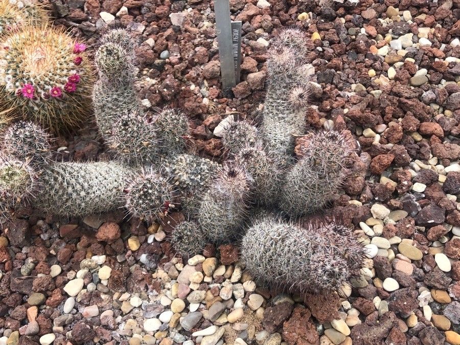 Mammillaria sheldonii flower
