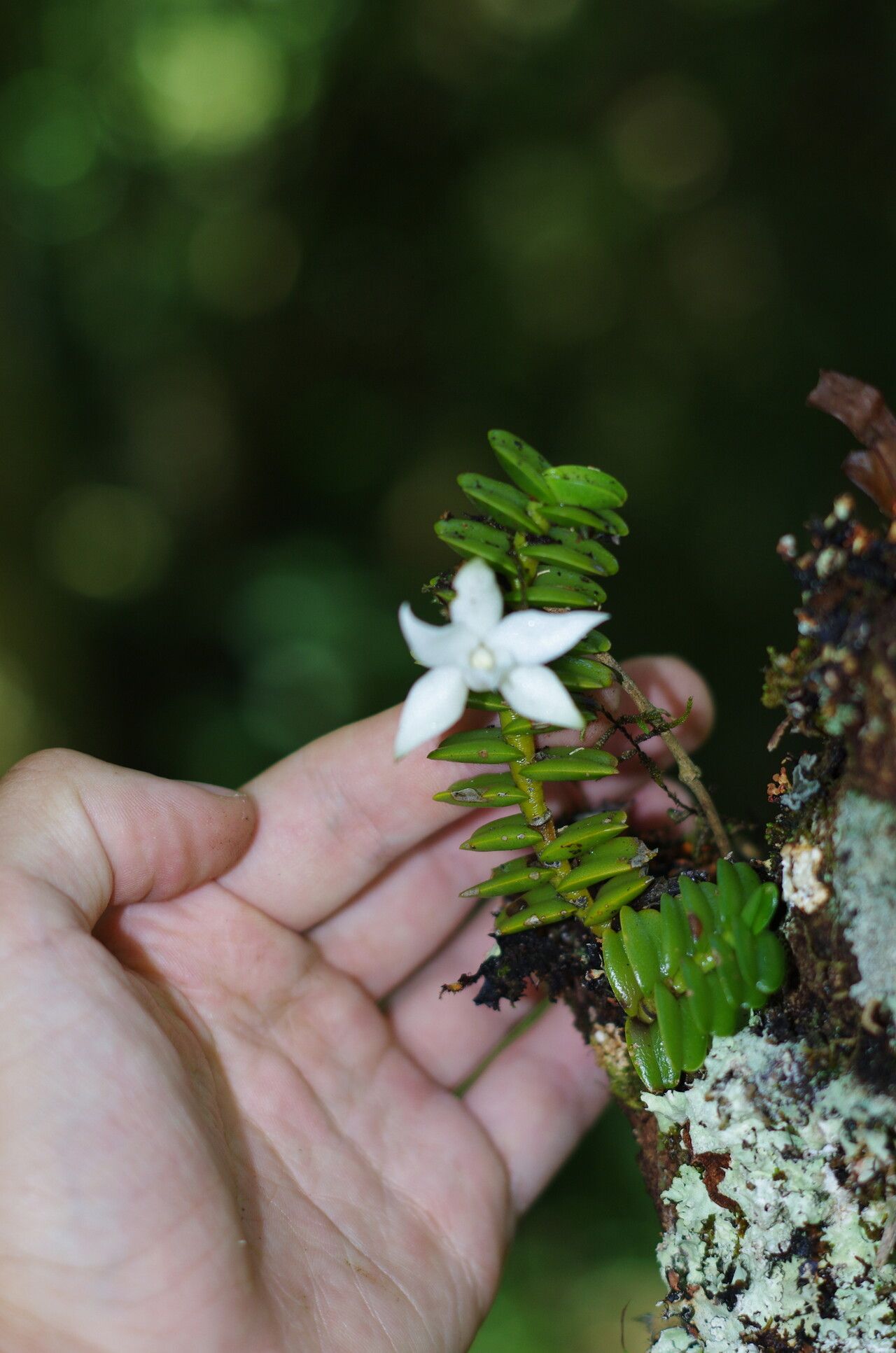 Angraecum oblongifolium — houseplant care guide