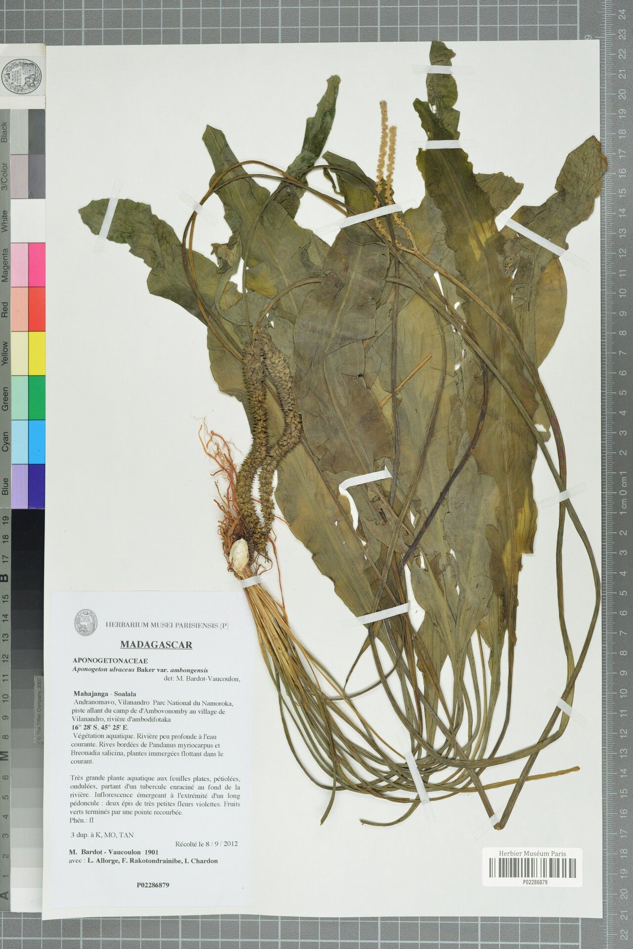 Aponogeton ulvaceus — houseplant care guide