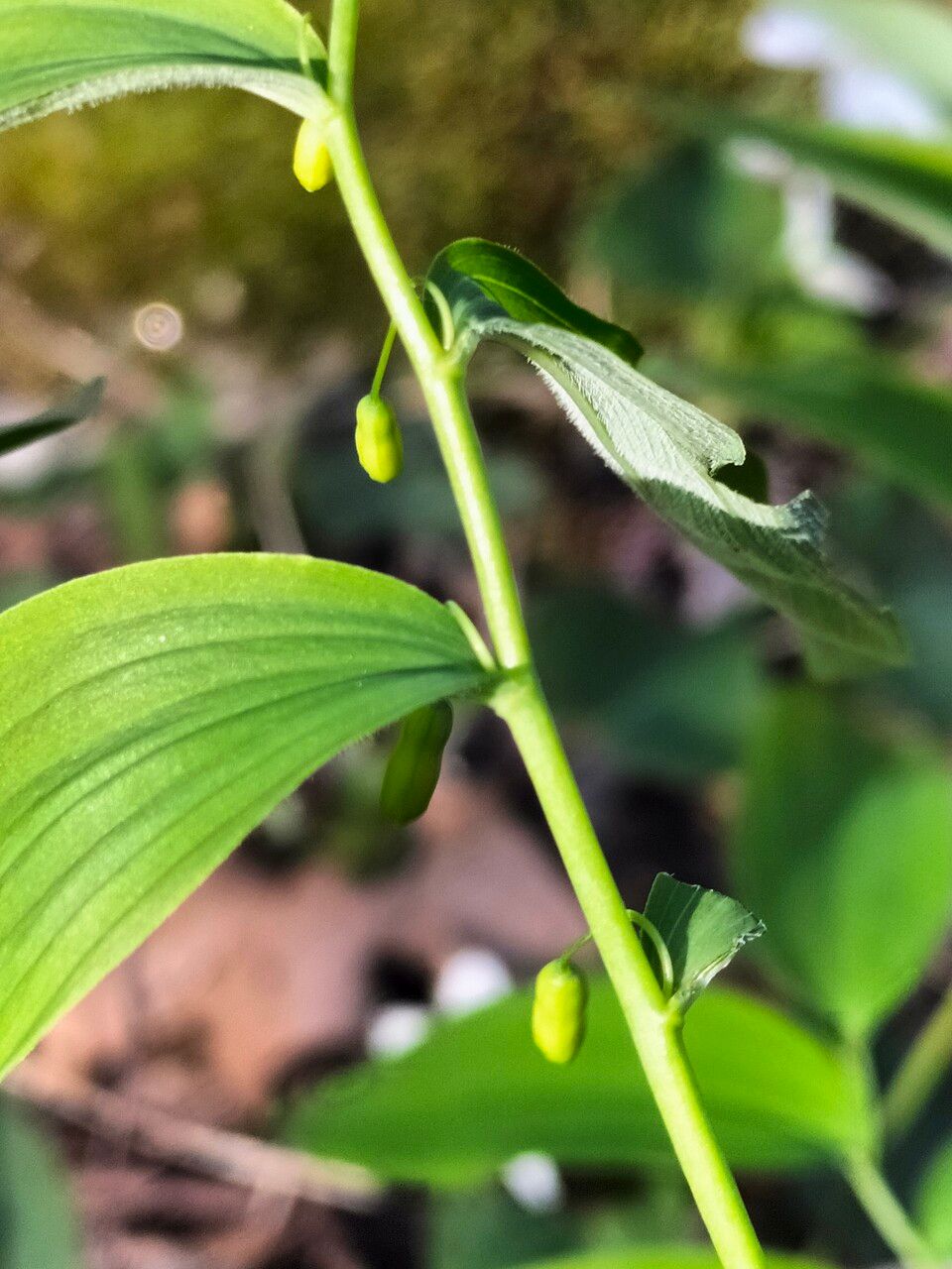Polygonatum pubescens flower