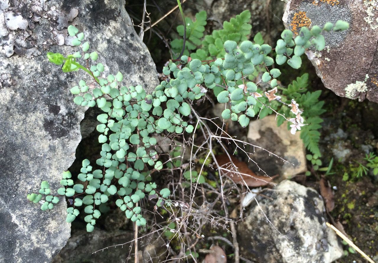 Hemionitis vooshvazool — houseplant care guide