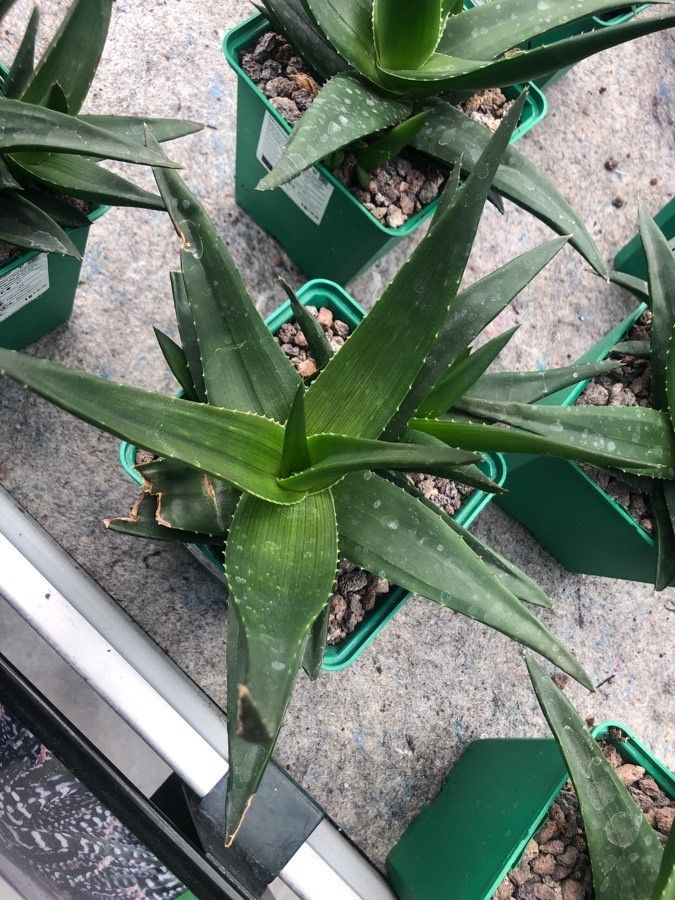 Aloe hexapetala — houseplant care guide