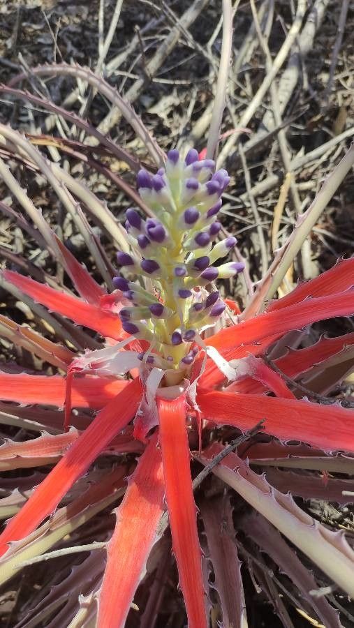 Bromelia pinguin flower