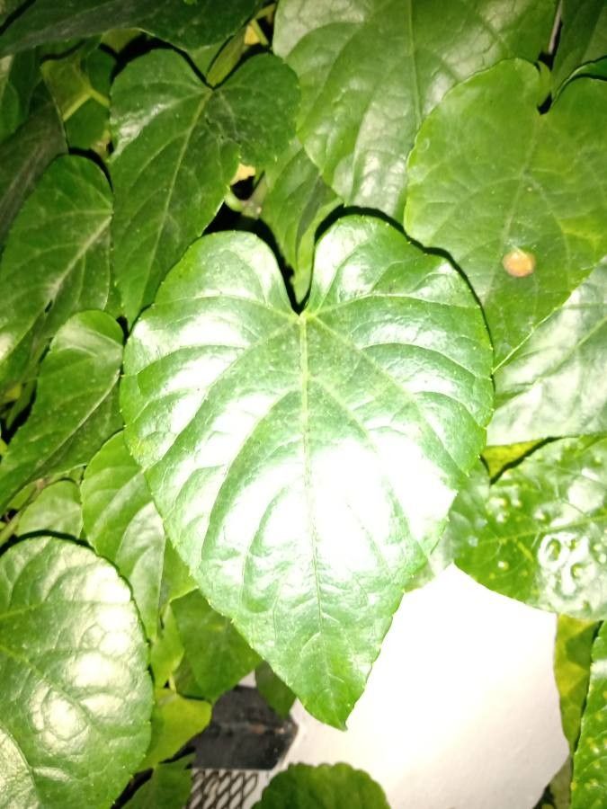 Cissus verticillata leaf