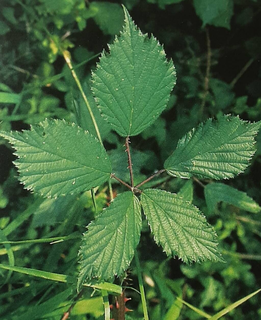 Rubus roberti — houseplant care guide