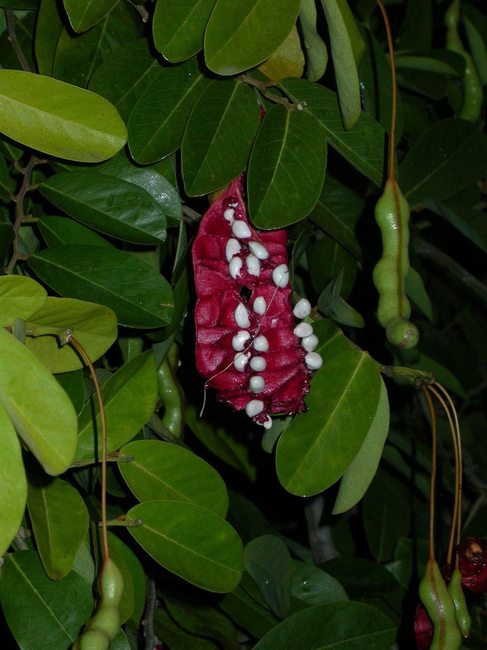 Capparis flexuosa fruit