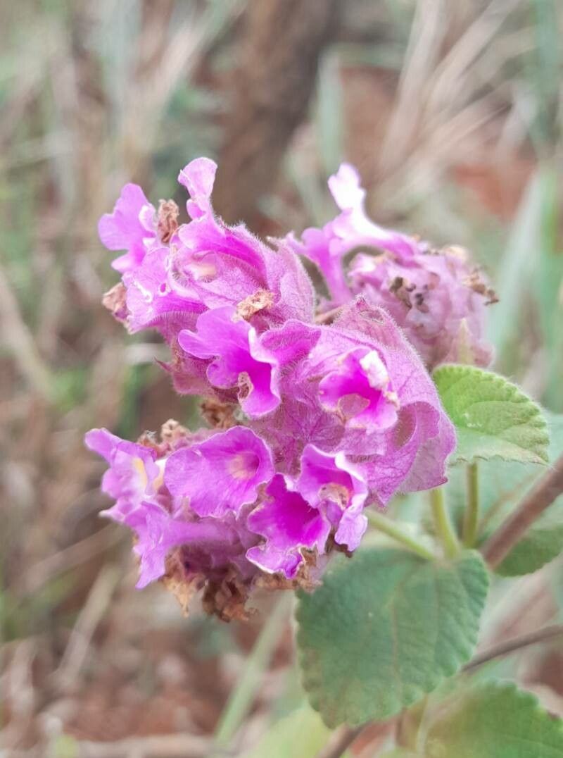 Lippia lupulina flower