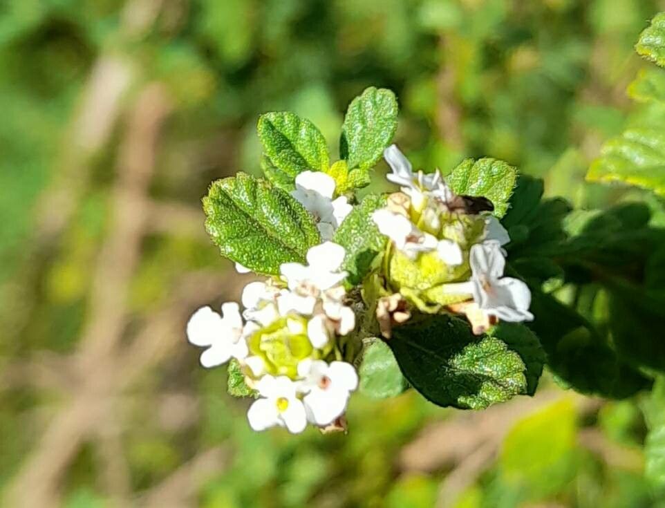 Lippia micromera flower