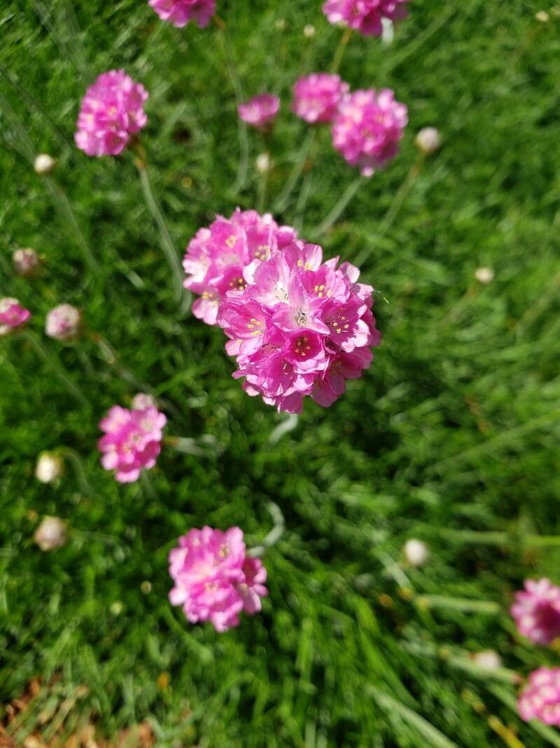 Armeria maritima flower