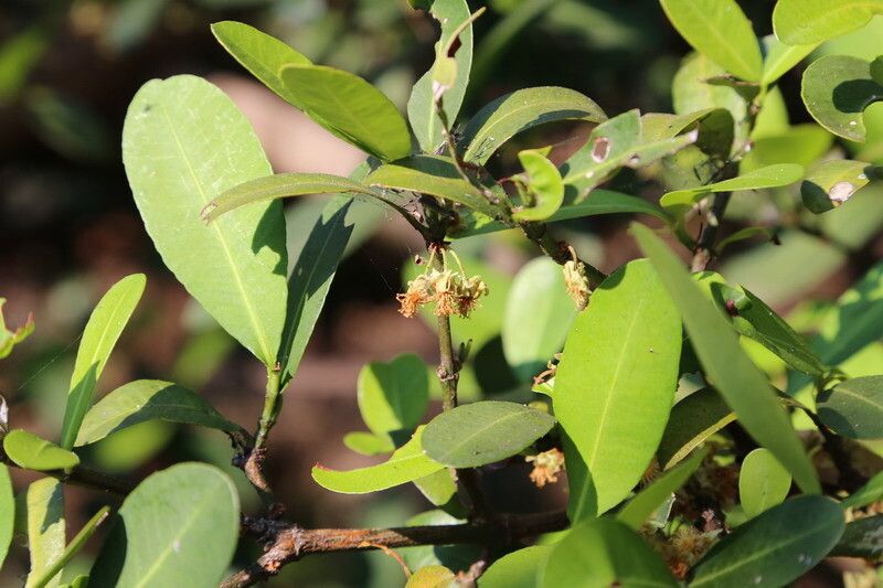 Garcinia robsoniana habit