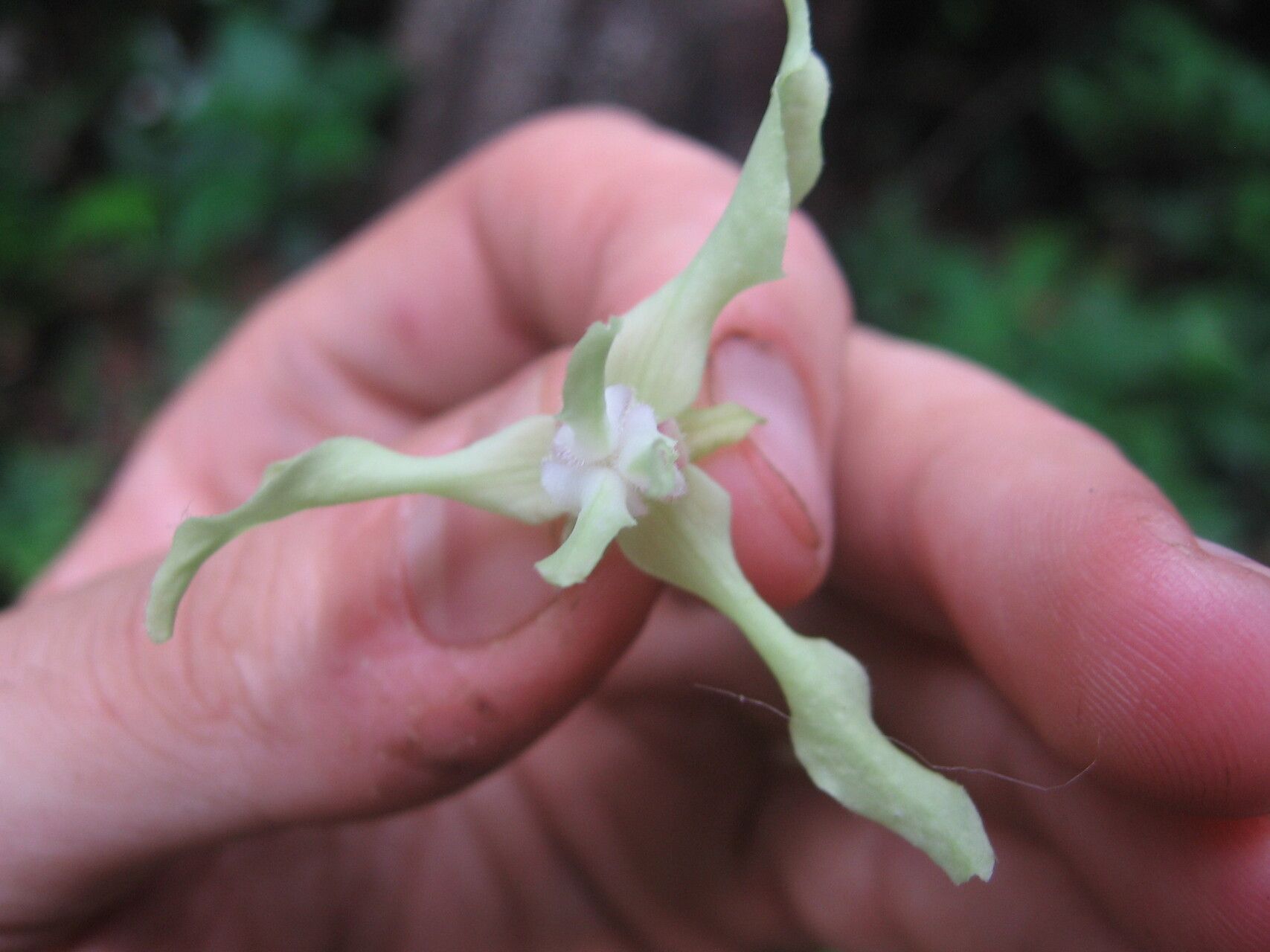 Monodora hastipetala flower