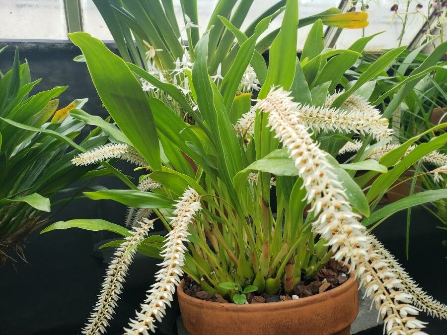Coelogyne glumacea habit