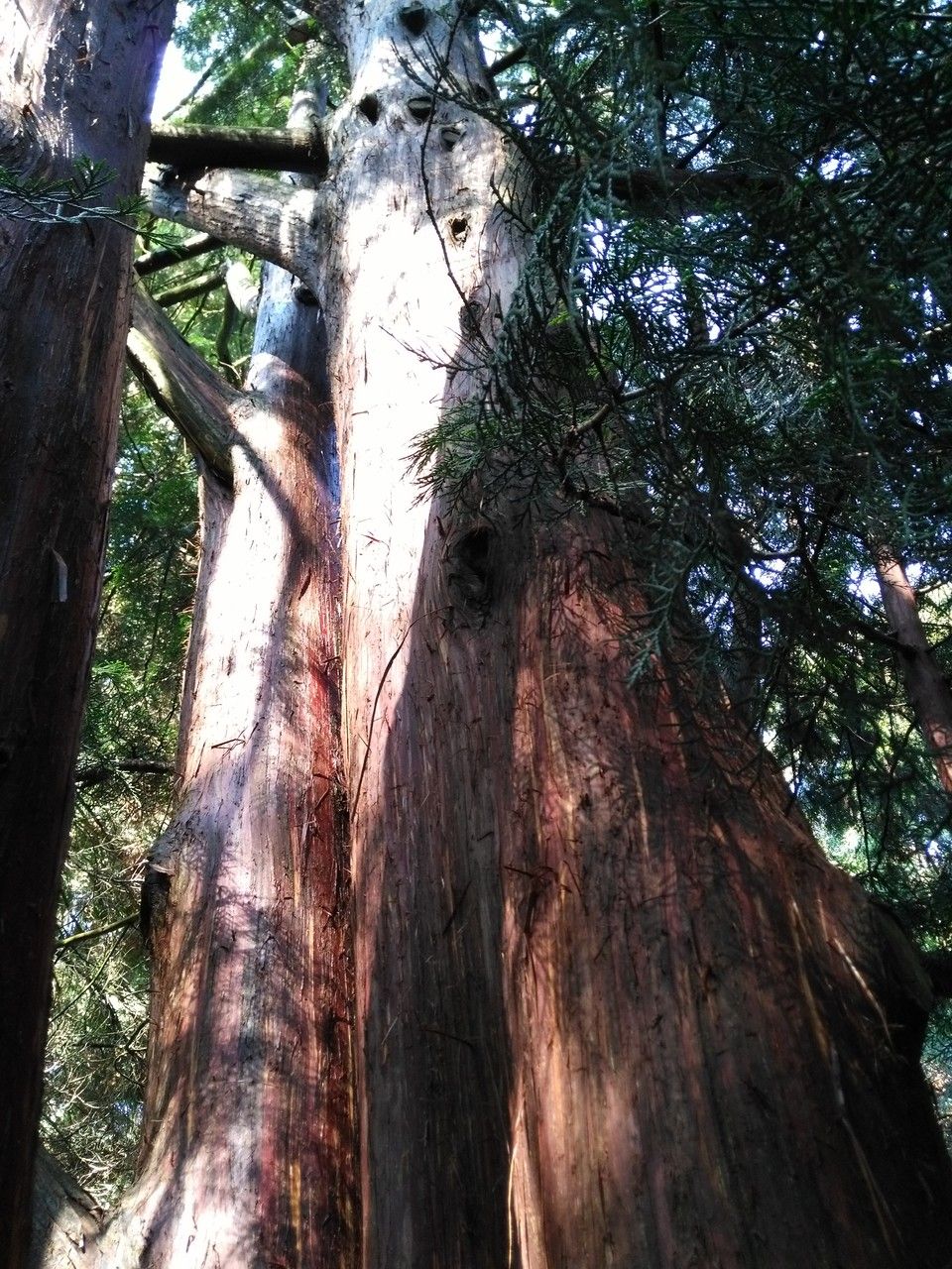 Thuja standishii habit