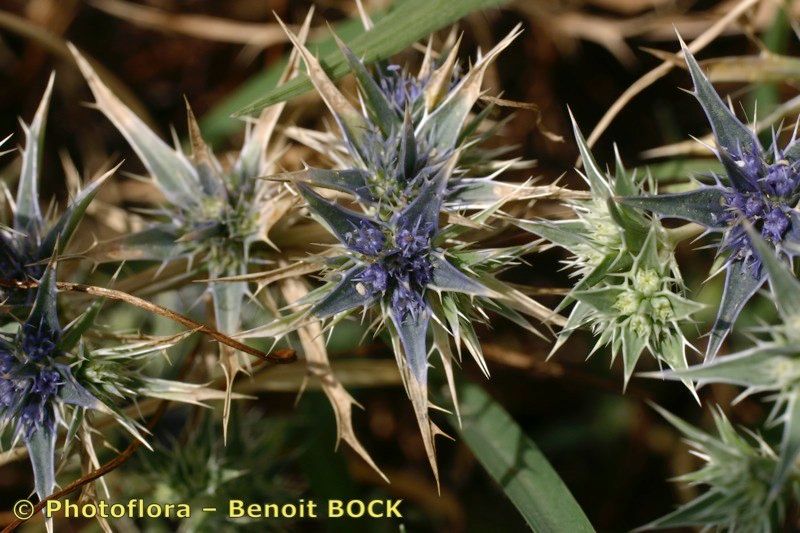 Eryngium galioides other