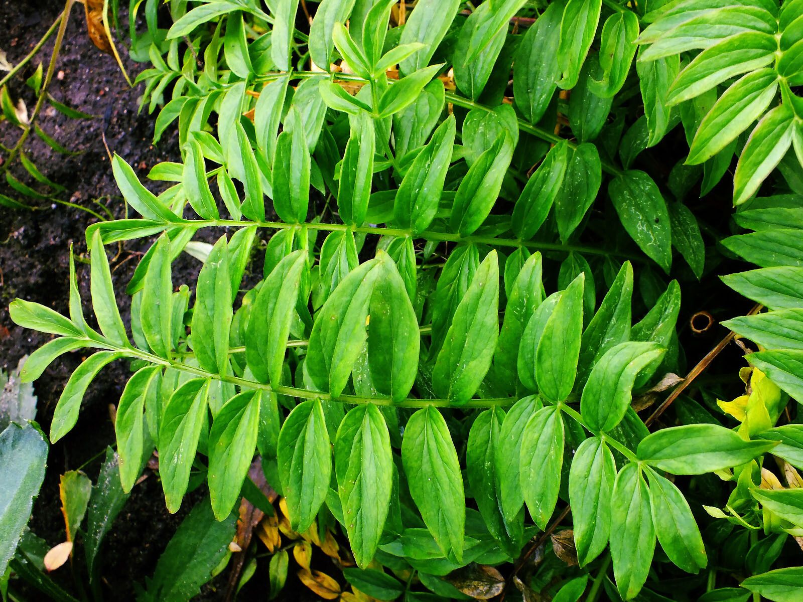 Polemonium caeruleum