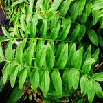 Polemonium caeruleum