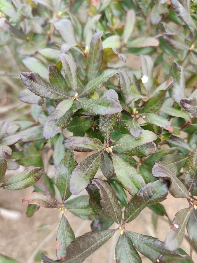 Morella pensylvanica leaf