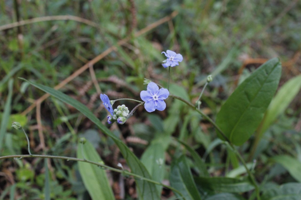 Omphalodes nitida flower