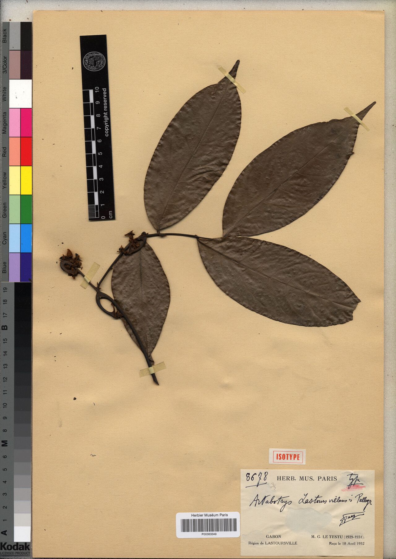 Artabotrys lastoursvillensis — houseplant care guide