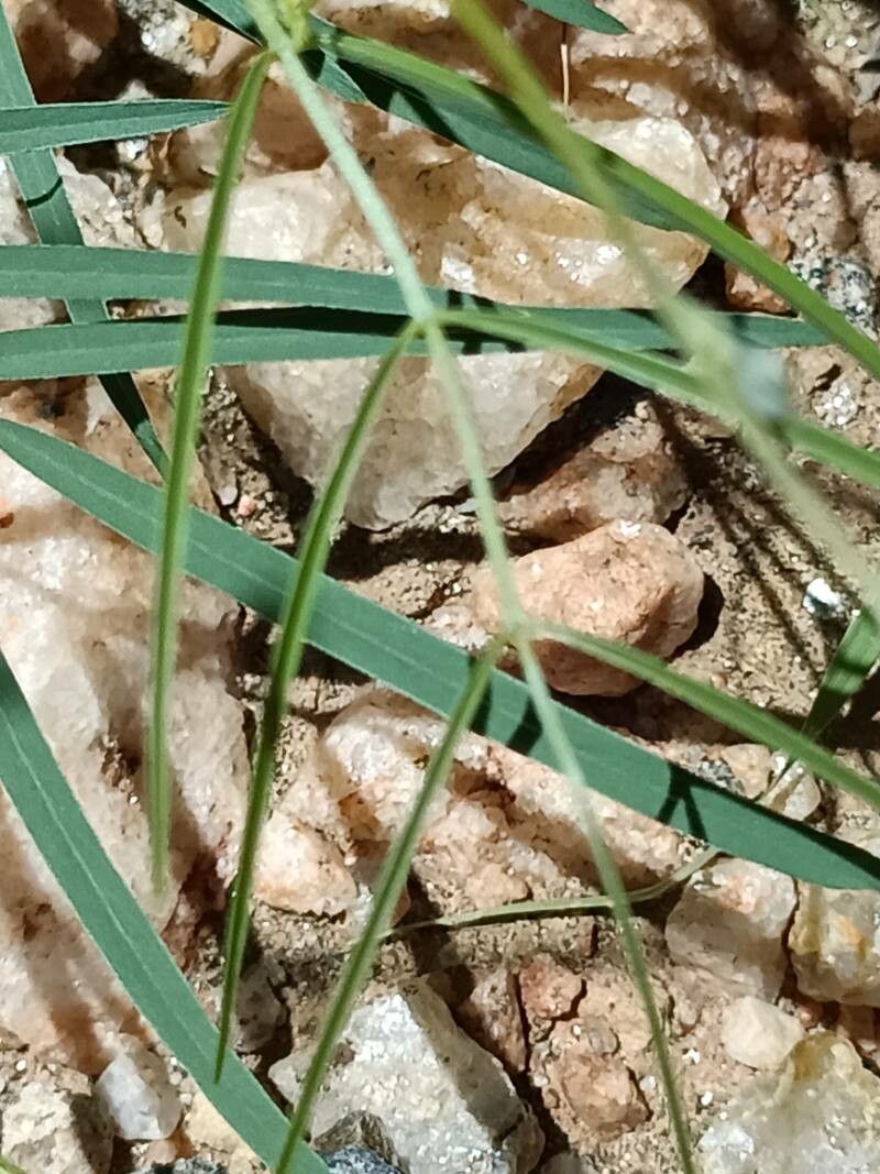 Tephrosia dregeana — houseplant care guide