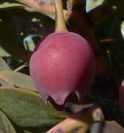Vaccinium reticulatum fruit