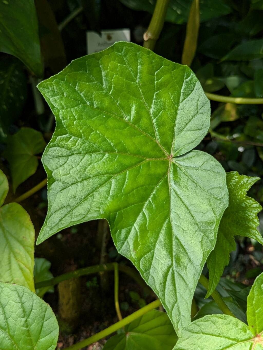 Begonia jocelinoi — houseplant care guide