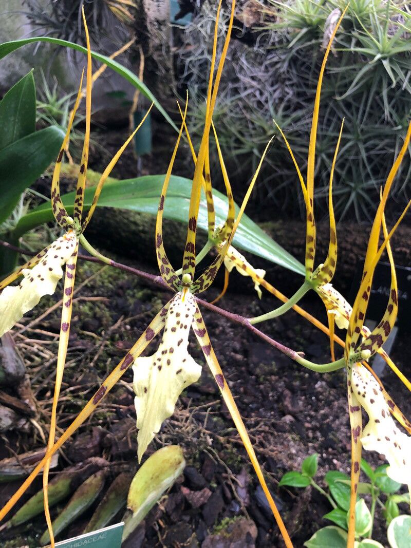 Brassia gireoudiana flower