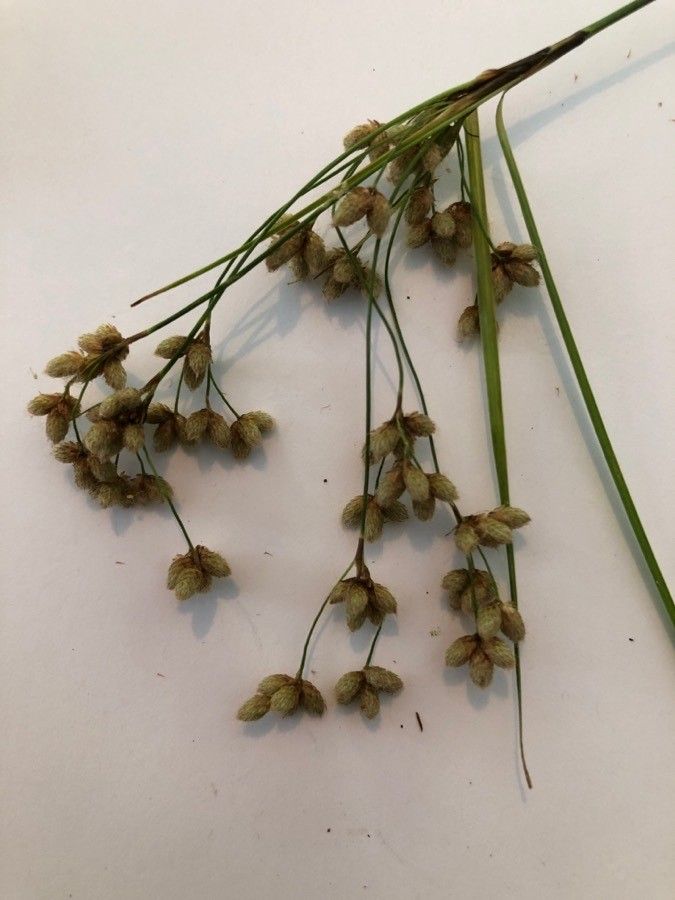 Scirpus cyperinus fruit