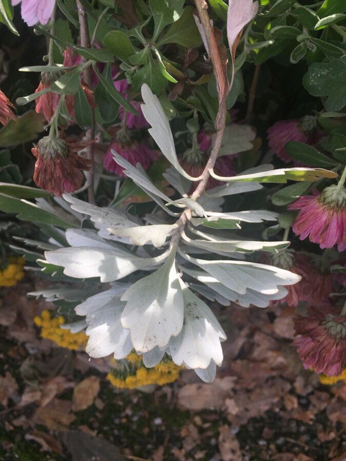 Ajania pacifica — houseplant care guide