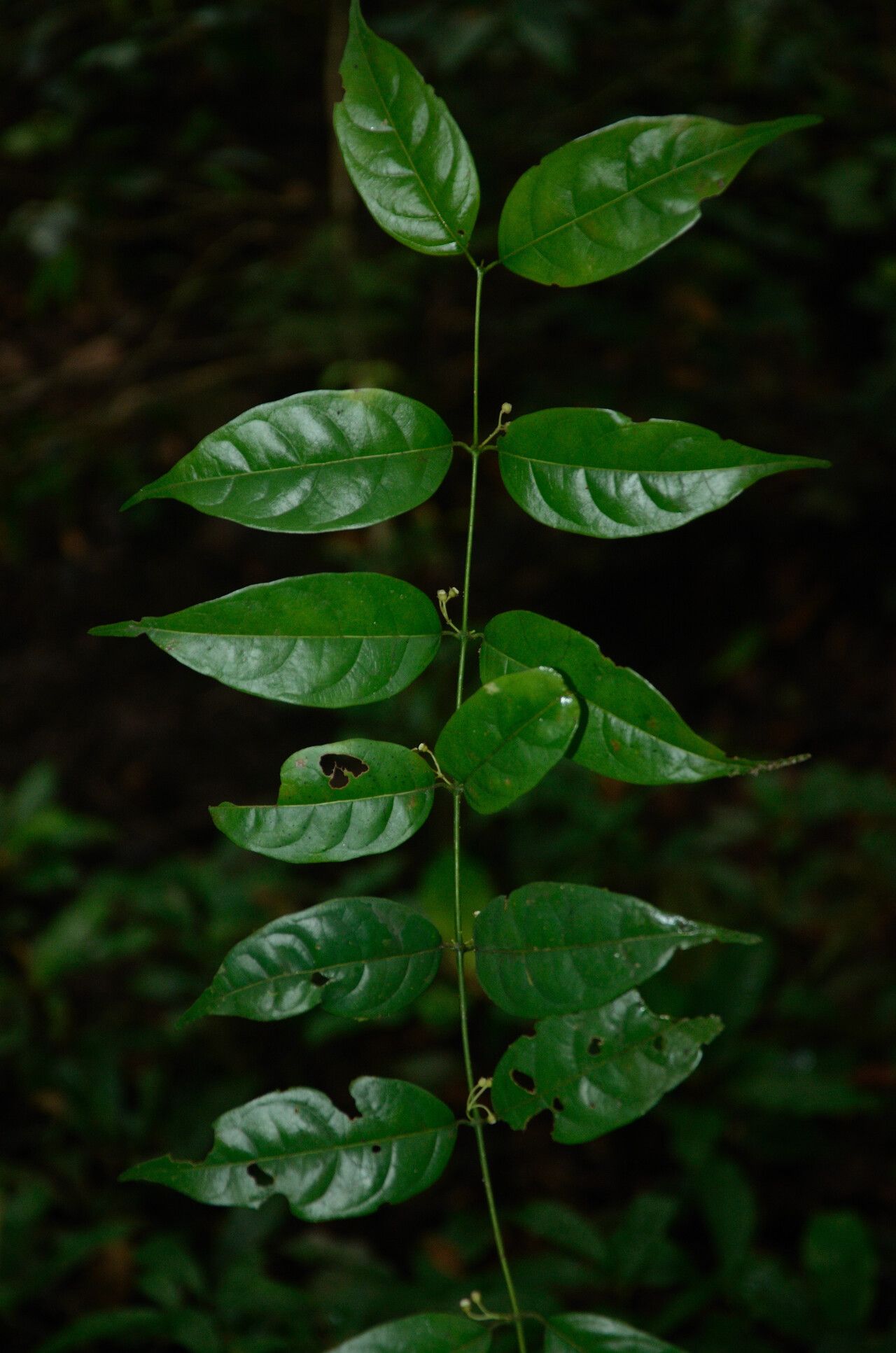 Pauridiantha gracilipes — houseplant care guide