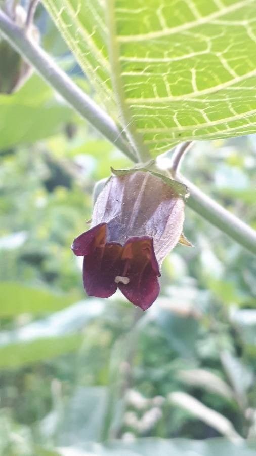 Atropa belladonna flower