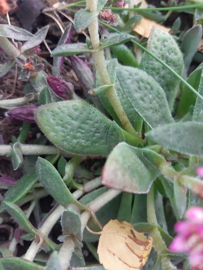 Crassula exilis leaf