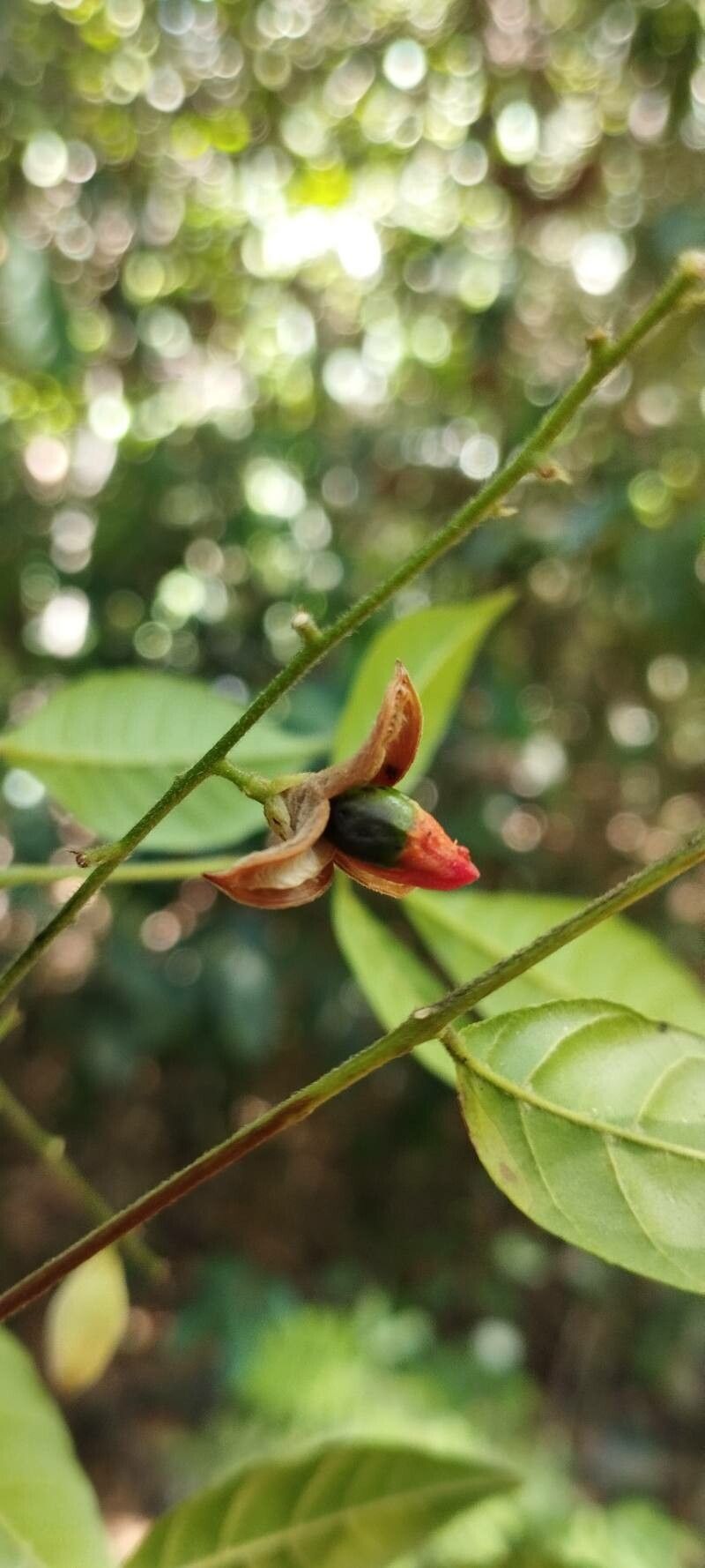 Trichilia ramalhoi — houseplant care guide