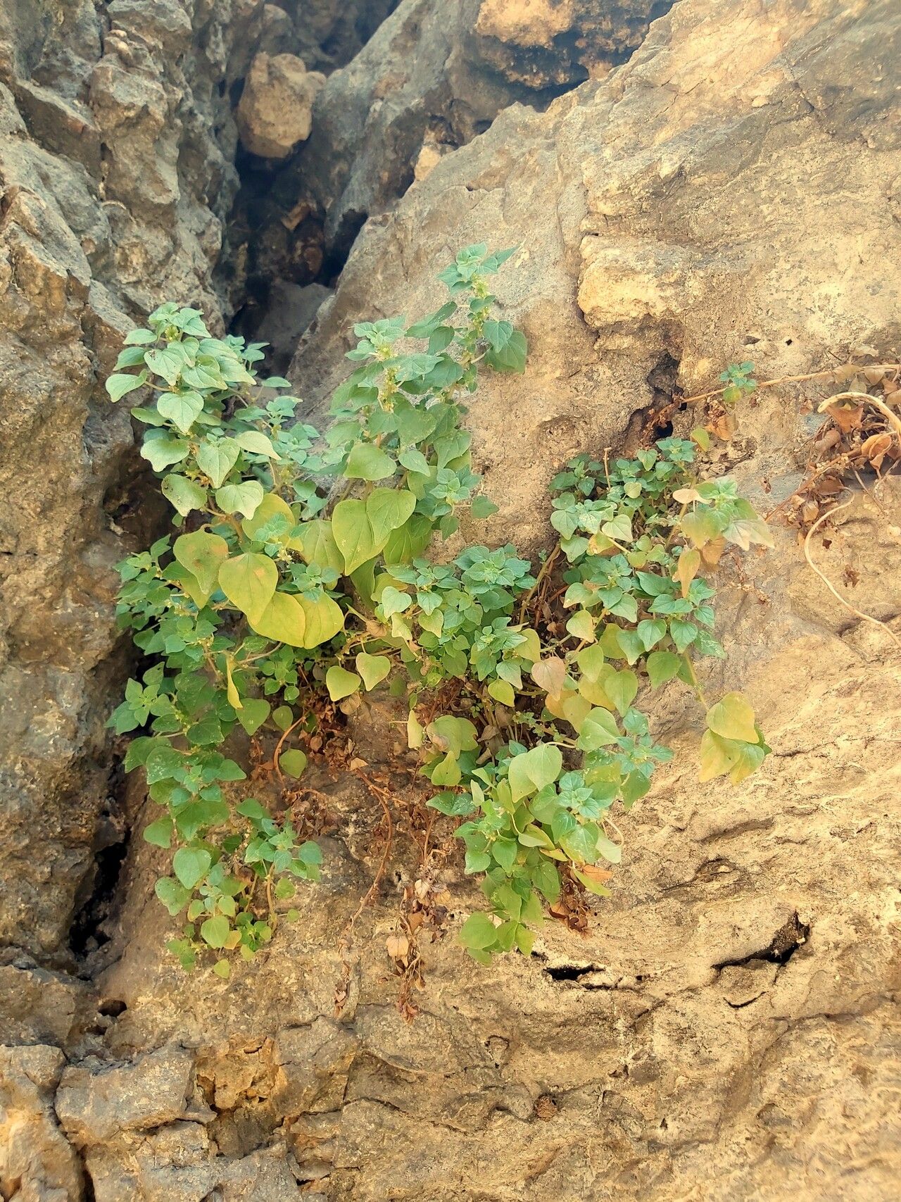 Parietaria erronea habit