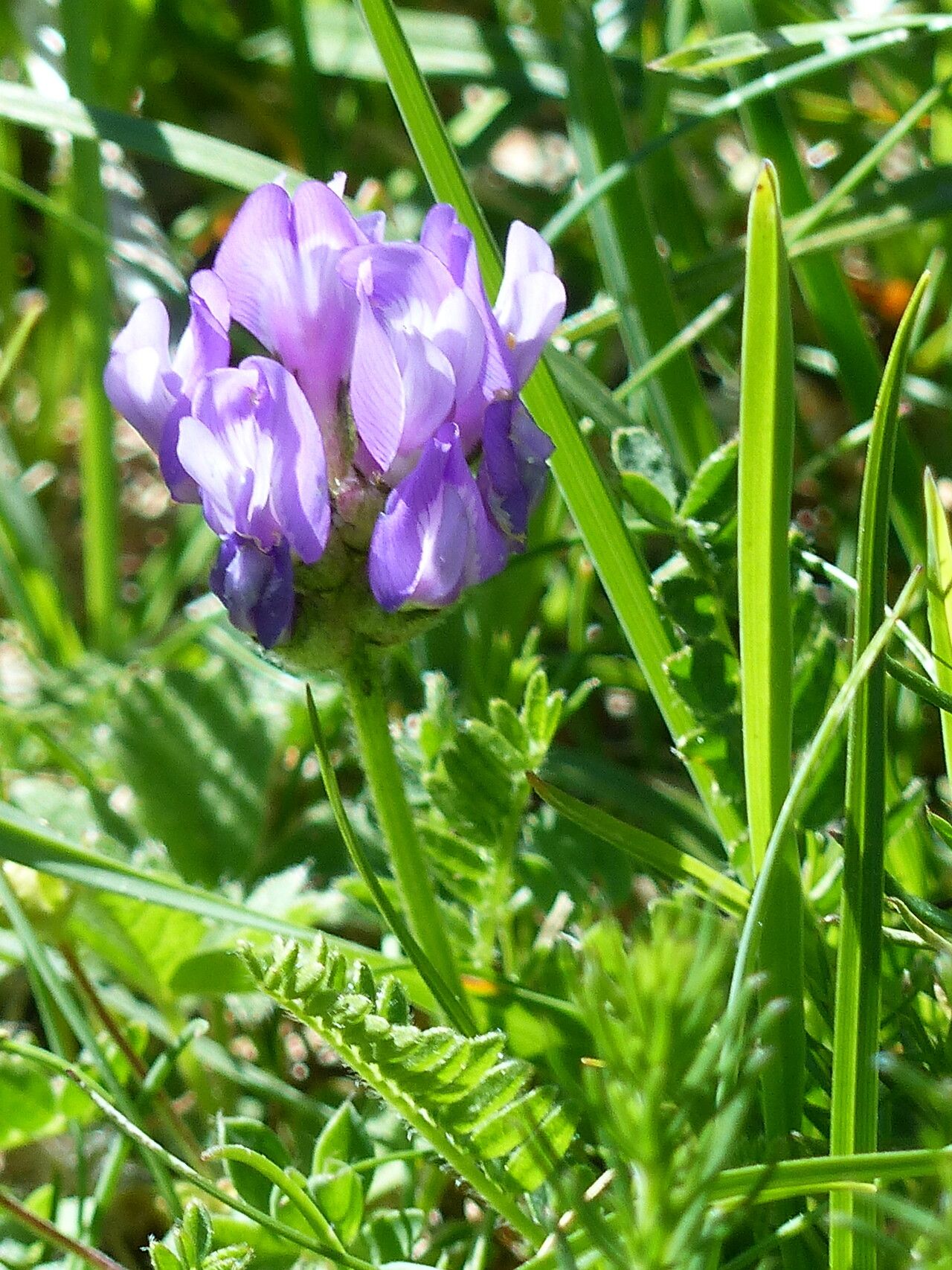 Astragalus danicus leaf