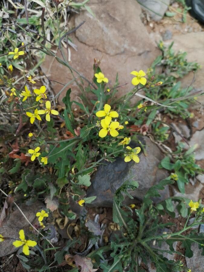 Erucastrum cardaminoides — related species from the same genus