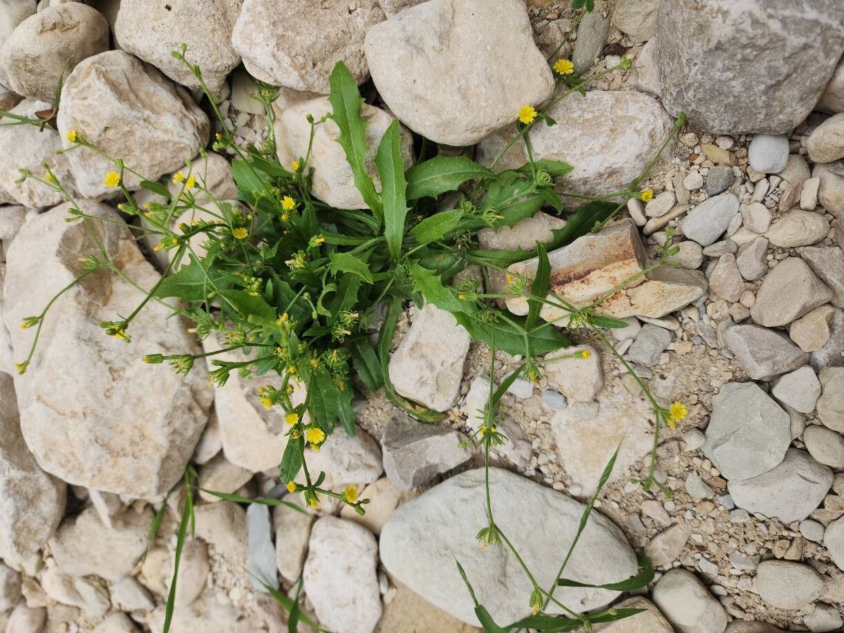 Garhadiolus hamosus habit