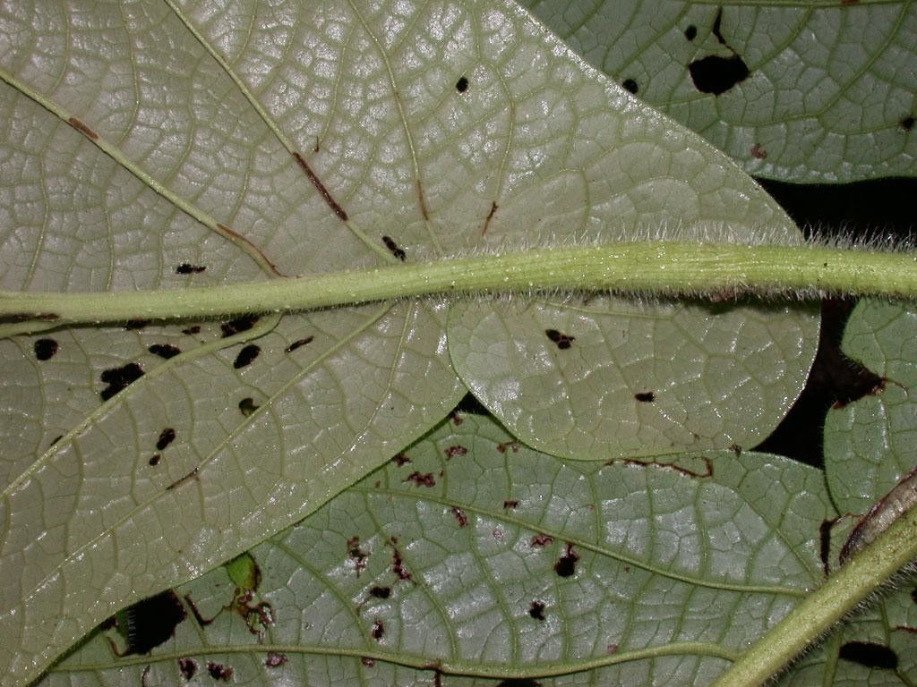 Piper silvicola leaf